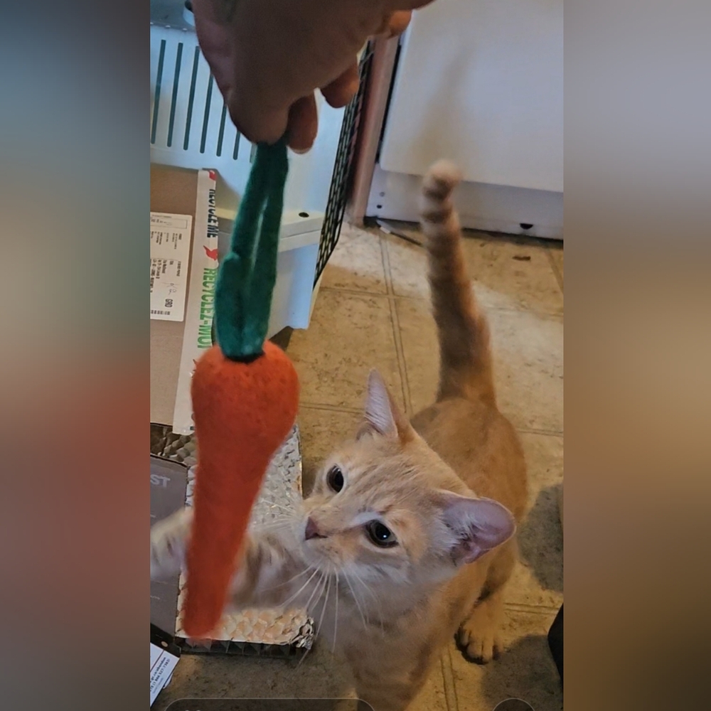Handmade Felt Carrot Cat Toy 100% Wool
